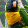 A closeup of a Marigold Lorikeet