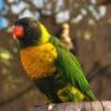 A Marigold Lorikeet perches on a stump