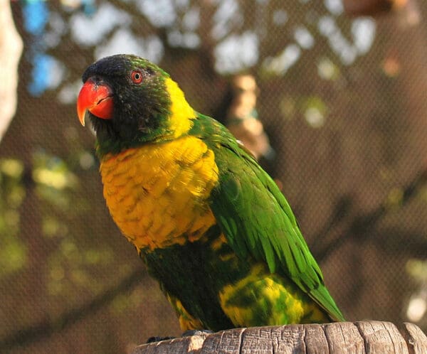 A Marigold Lorikeet perches on a stump