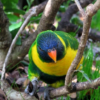 A Marigold Lorikeet perches on a bare branch