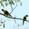 Wild Marigold Lorikeets perch in a tree