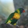 A Marigold Lorikeet perches on a branch