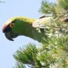 A wild Maroon-fronted Parrot perches in a tree