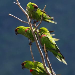 Wild Maroon-fronted Parrots cling to a tree