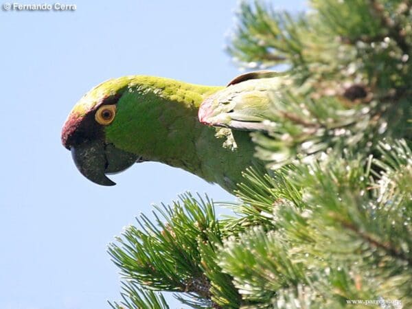 A wild Maroon-fronted Parrot perches in a tree