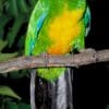 A Masked Shining Parrot perches on a branch