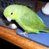 A companion Mexican Parrotlet perches on a mouse pad