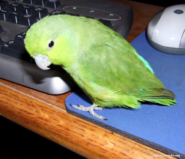 A companion Mexican Parrotlet perches on a mouse pad