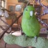 A companion Mexican Parrotlet perches in a cage