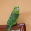 A companion Mexican Parrotlet perches on a picture frame