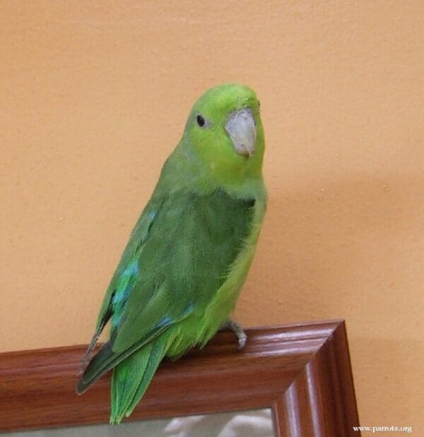 A companion Mexican Parrotlet perches on a picture frame