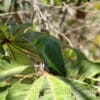 A wild Mexican Parrotlet perches in a tree