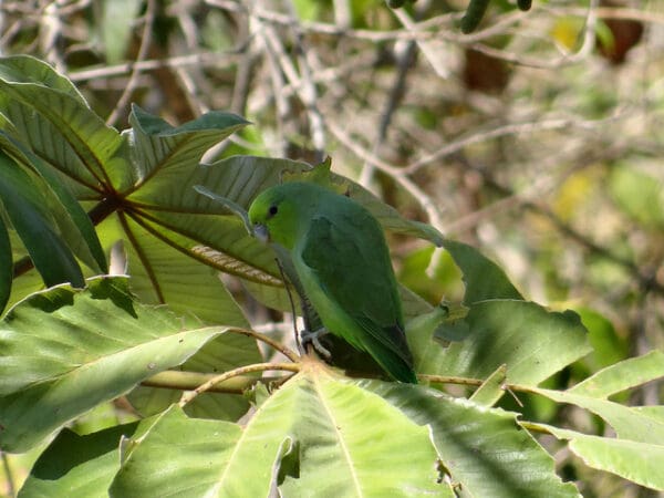 A wild Mexican Parrotlet perches in a tree