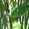 Wild Mexican Parrotlets feed in a tree