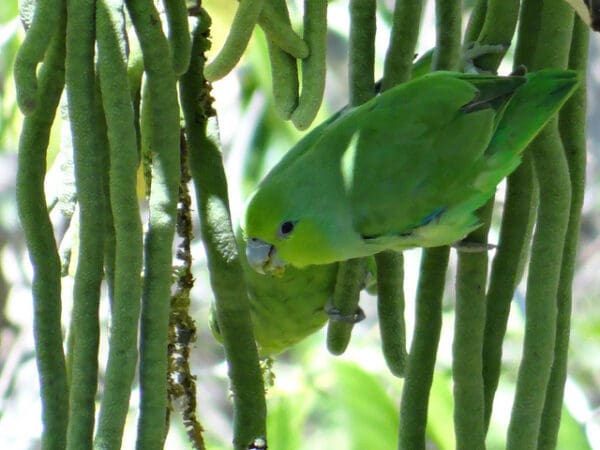 Wild Mexican Parrotlets feed in a tree