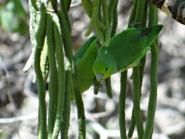 Wild Mexican Parrotlets feed in a tree