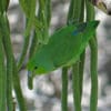 A wild Mexican Parrotlet clings to vegetation