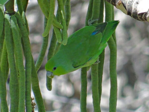 A wild Mexican Parrotlet clings to vegetation