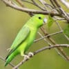 A wild Mexican Parrotlet perches on a branch