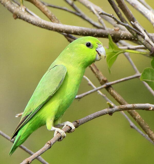 A wild Mexican Parrotlet perches on a branch