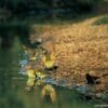 Wild Meyer's Parrots drink at a watering hole