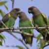 Wild Meyer's Parrots perch in a tree