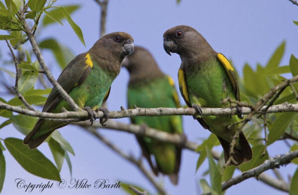 Wild Meyer's Parrots perch in a tree