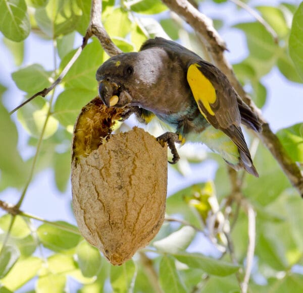 A wild Meyer's Parrot forages