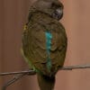 A Meyer's Parrot preens itself