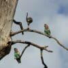 Wild Meyer's Parrots perch in a high tree