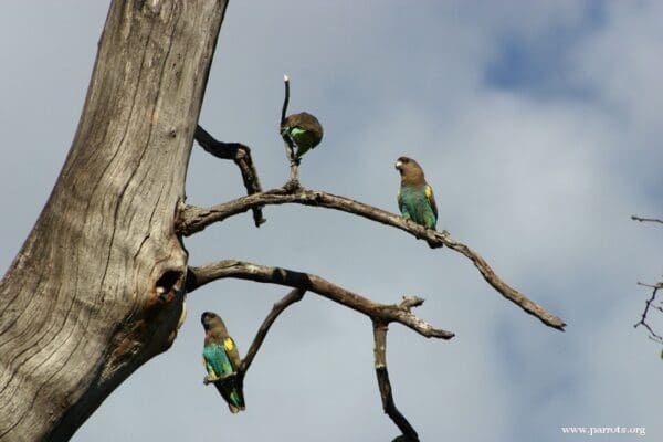 Wild Meyer's Parrots perch in a high tree