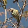 A wild Meyer's Parrot perches on one foot