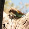 A wild Meyer's Parrot and chicks feed in a nest cavity