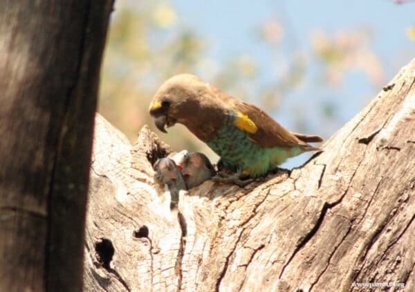 A wild Meyer's Parrot and chicks feed in a nest cavity