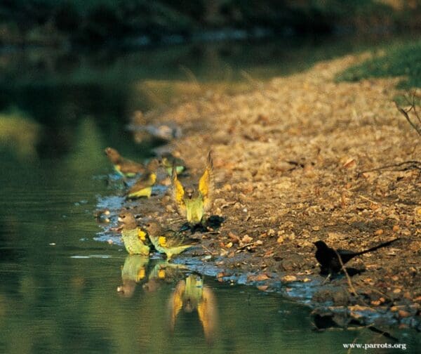 Wild Meyer's Parrots drink at a watering hole