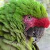 A closeup profile of a Military Macaw