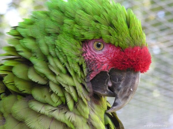 A closeup profile of a Military Macaw