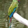 A wild Military Macaw perches on a log over water