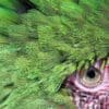 A closeup profile of the facial patch of a Military Macaw