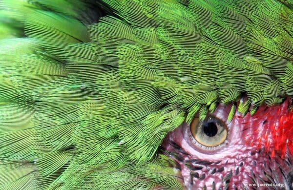 A closeup profile of the facial patch of a Military Macaw