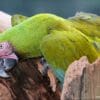 A wild Military Macaw climbs out of a cavity in a snag