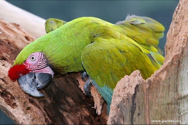 A wild Military Macaw climbs out of a cavity in a snag