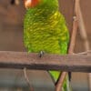 A Mindanao Lorikeet perches on a twig