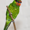 A Mindanao Lorikeet perches on a twig