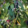 A Mitred Conure feeds on a mango