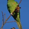 A feral Mitred Conure perches on a branch