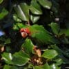 A feral Mitred Conure feeds on fruits