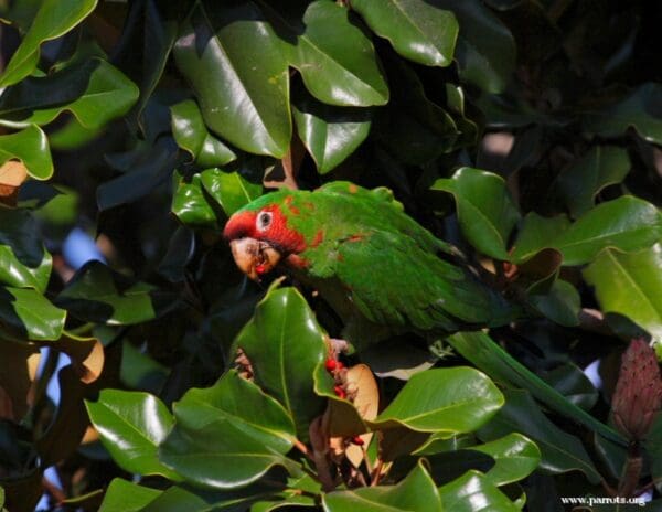 A feral Mitred Conure feeds on fruits