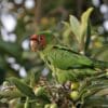 A feral Mitred Conure feeds on fruits