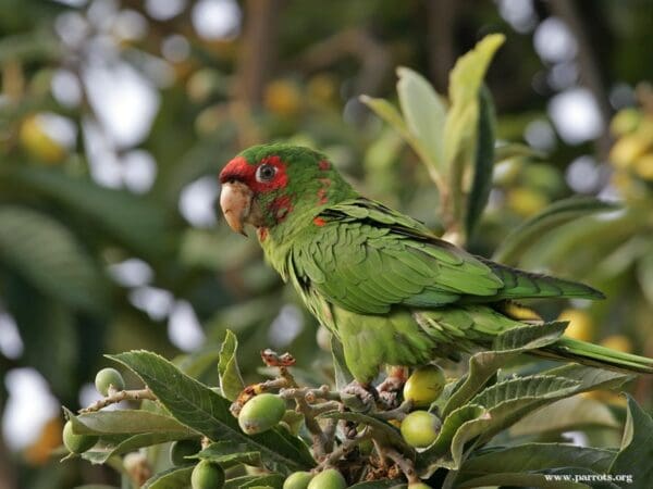 A feral Mitred Conure feeds on fruits